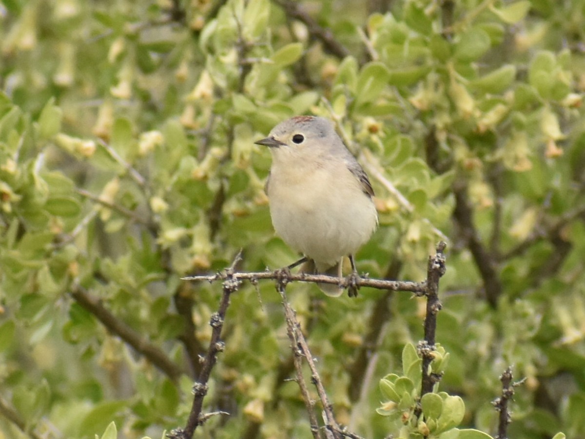 Lucy's Warbler - ML617593506