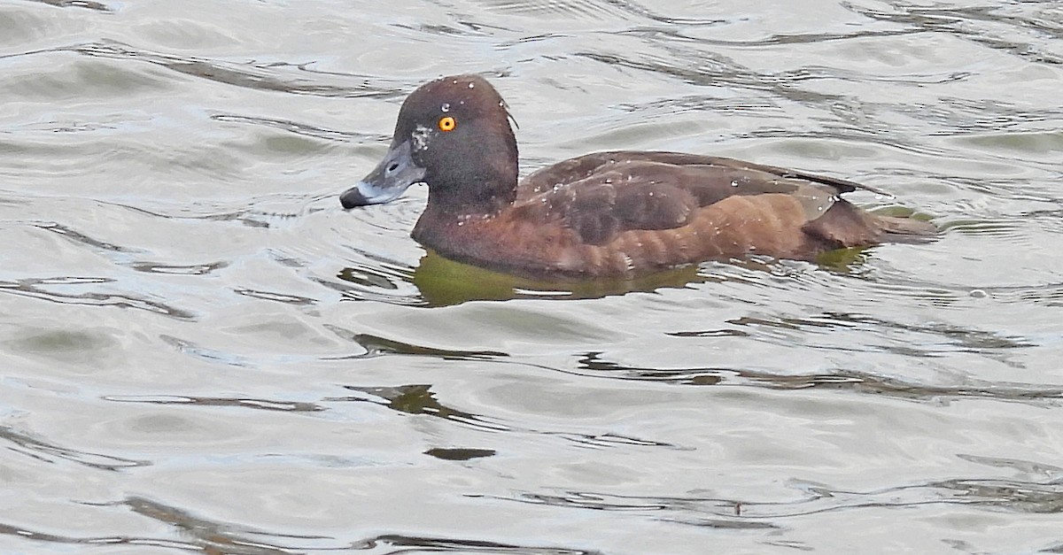 Tufted Duck - ML617593526