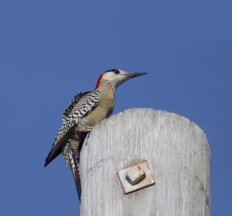 West Indian Woodpecker - ML617593537