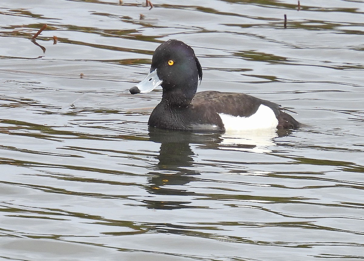 Tufted Duck - ML617593551