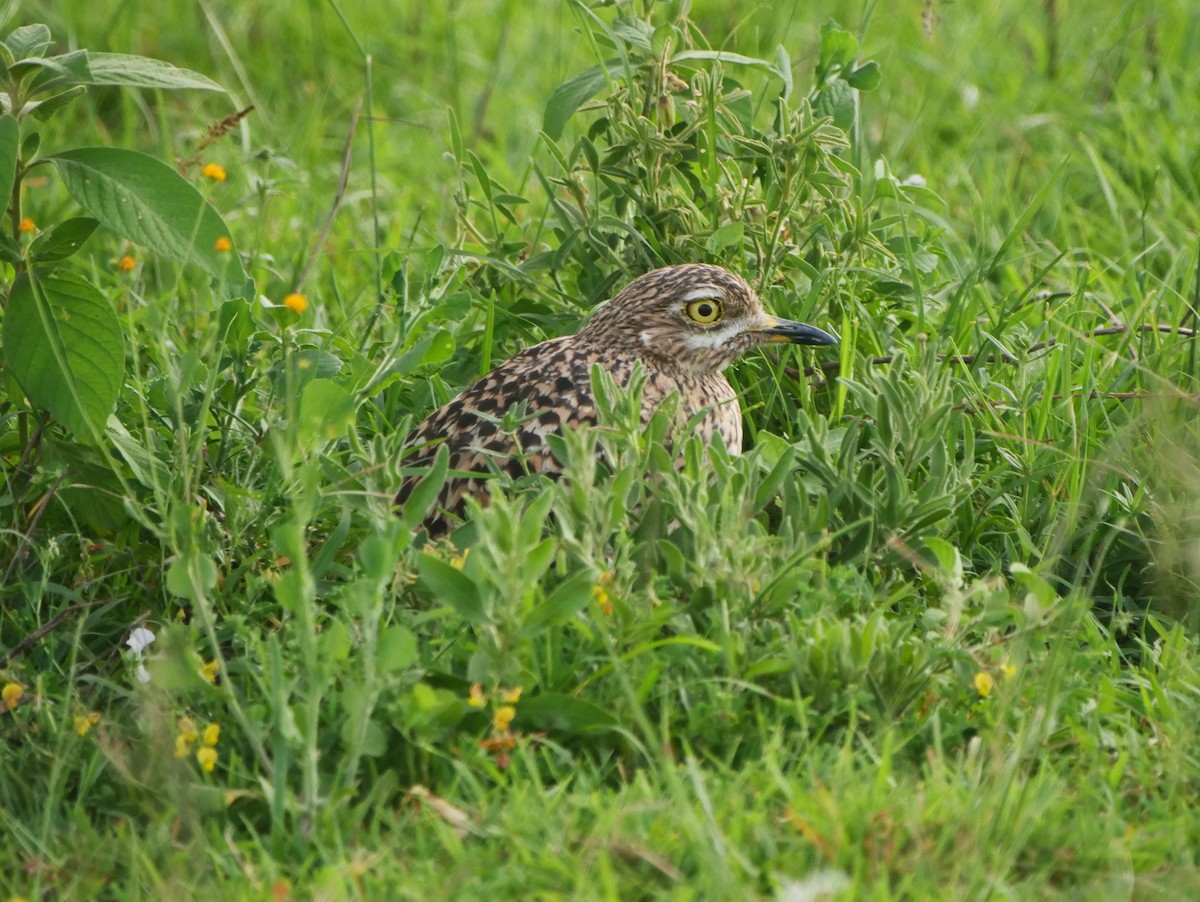 Spotted Thick-knee - ML617593571