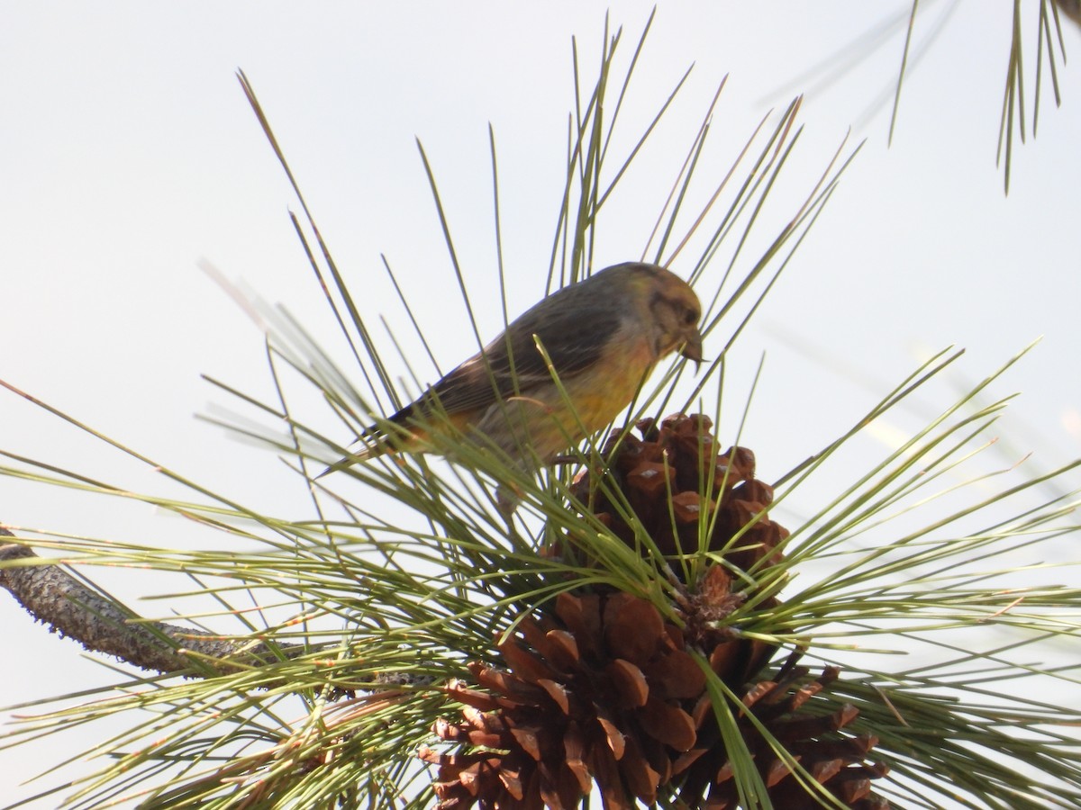Red Crossbill - Colby Neuman