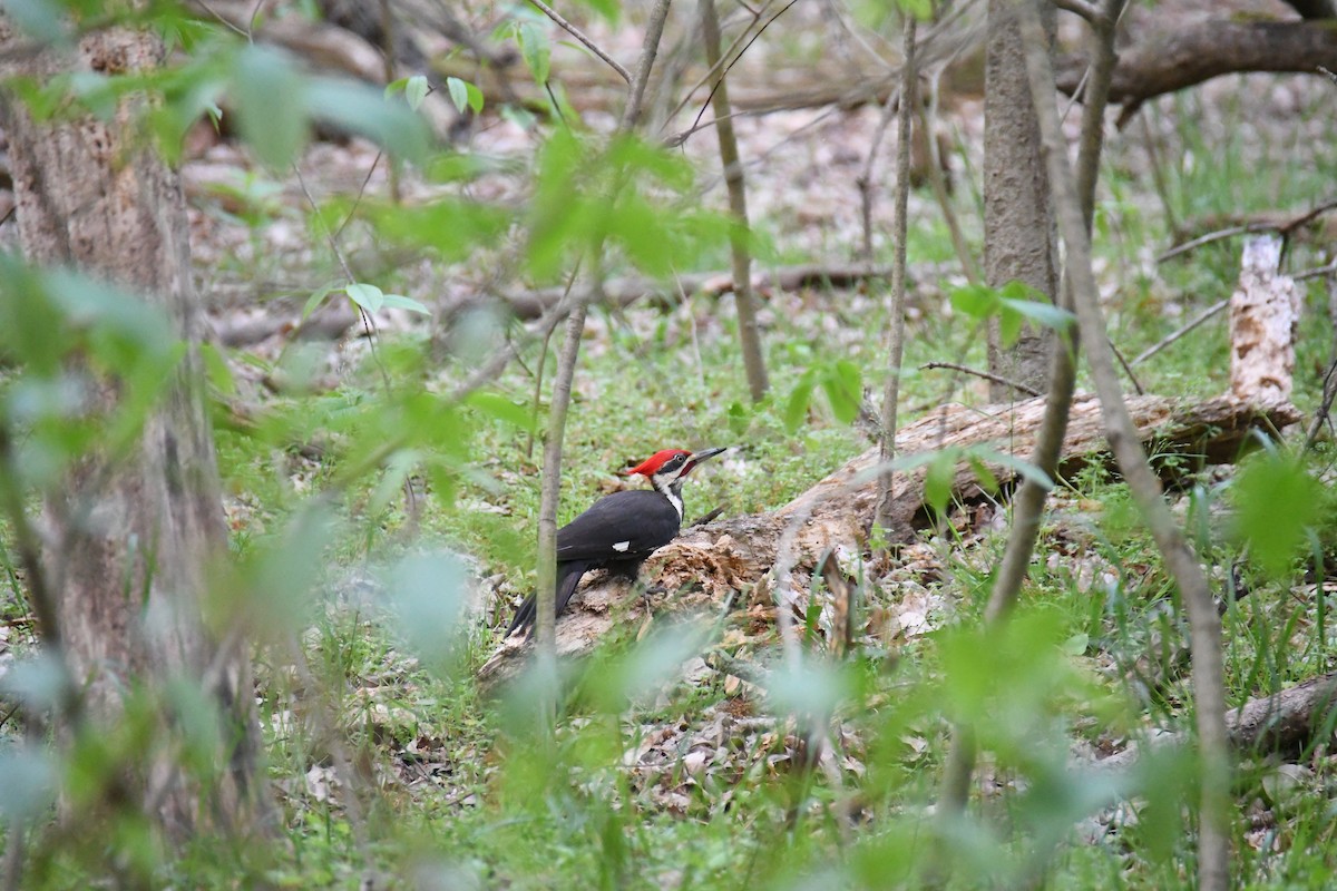 Pileated Woodpecker - ML617593582