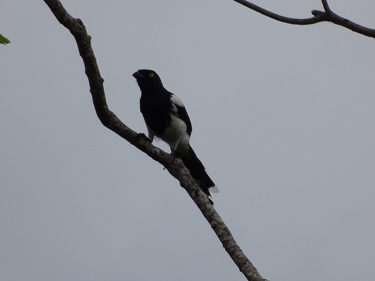 Magpie Tanager - ML617593659