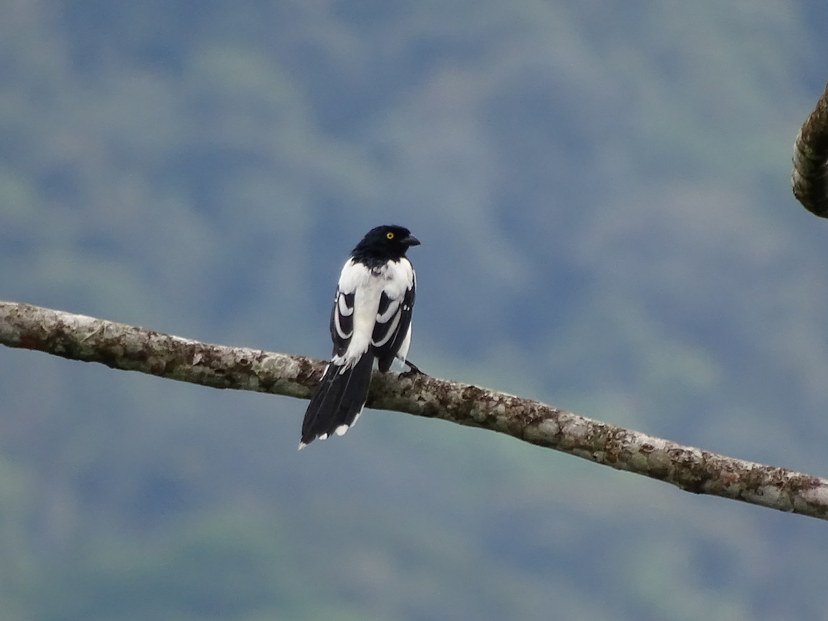 Magpie Tanager - ML617593660
