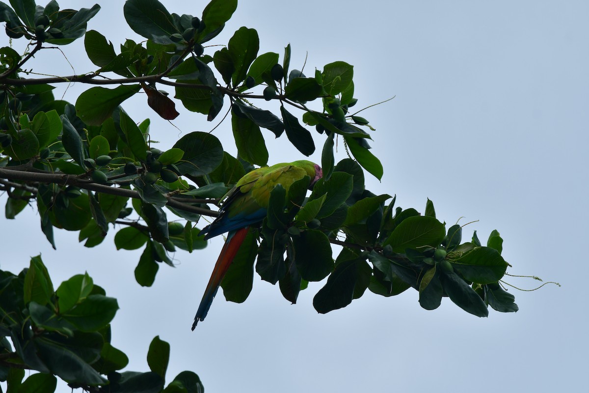 Great Green Macaw - ML617593681