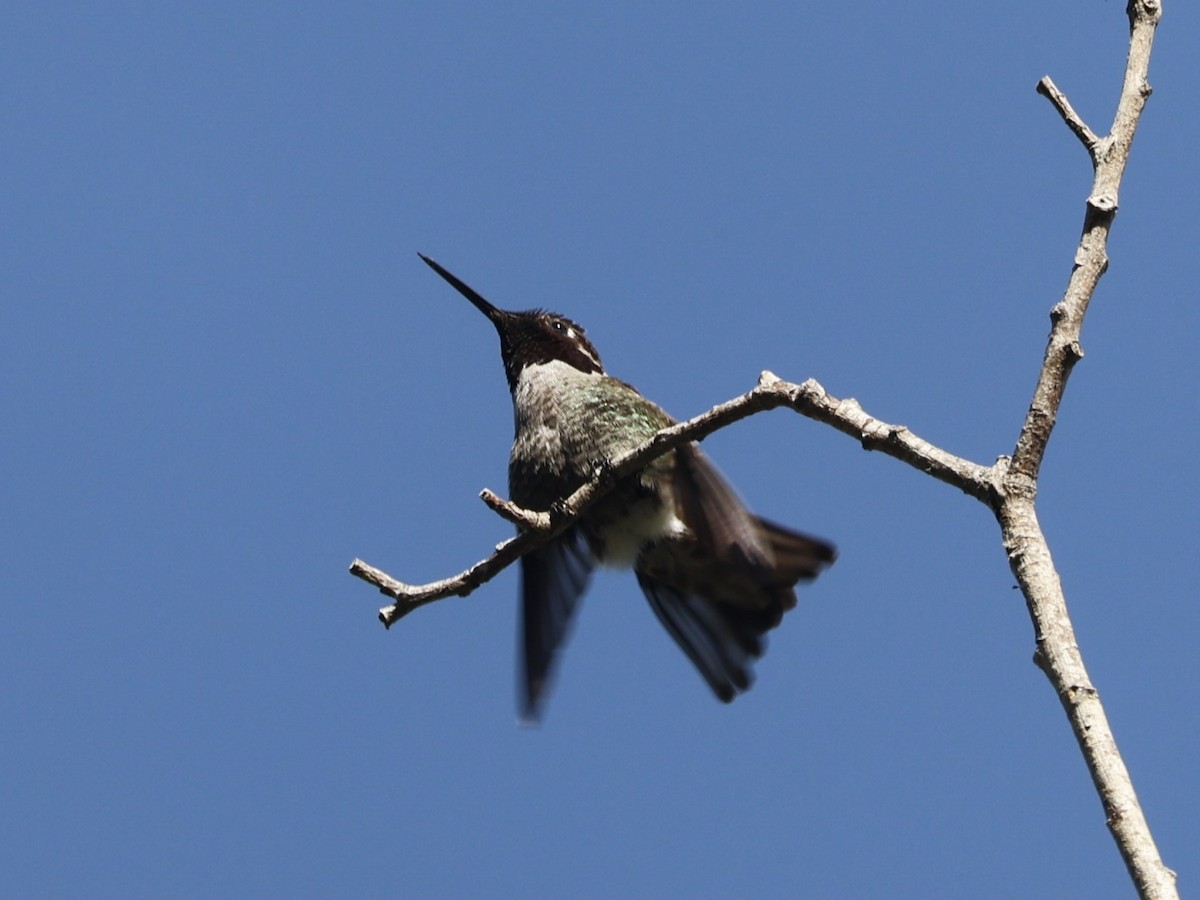 Anna's Hummingbird - ML617593699