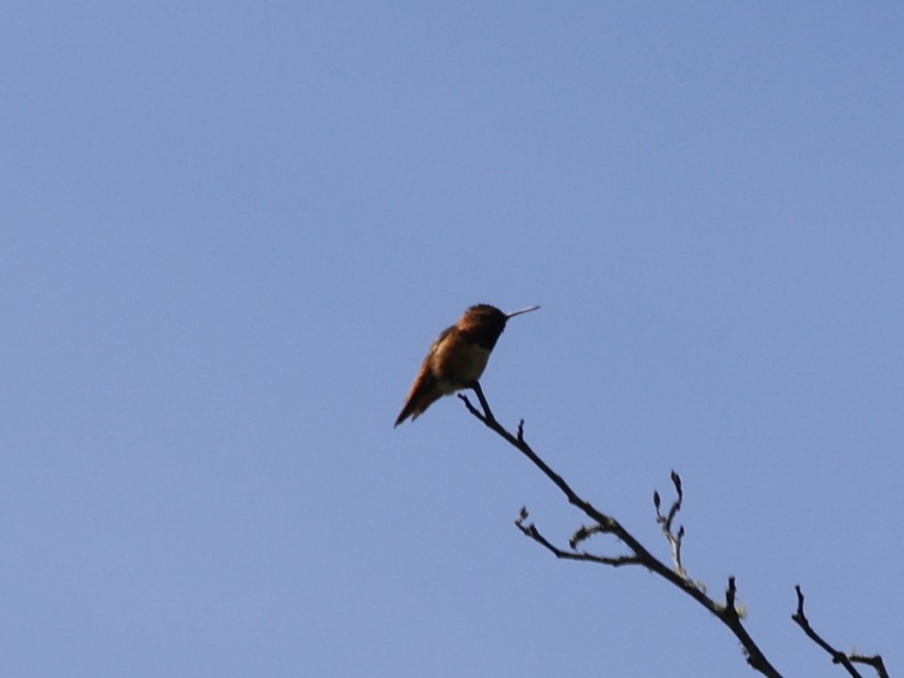 Allen's Hummingbird - Brian Ahern