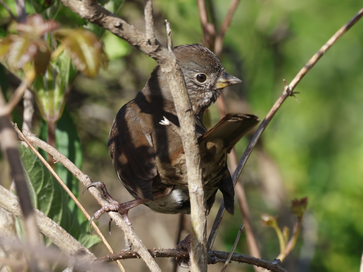 Fox Sparrow (Sooty) - ML617593747
