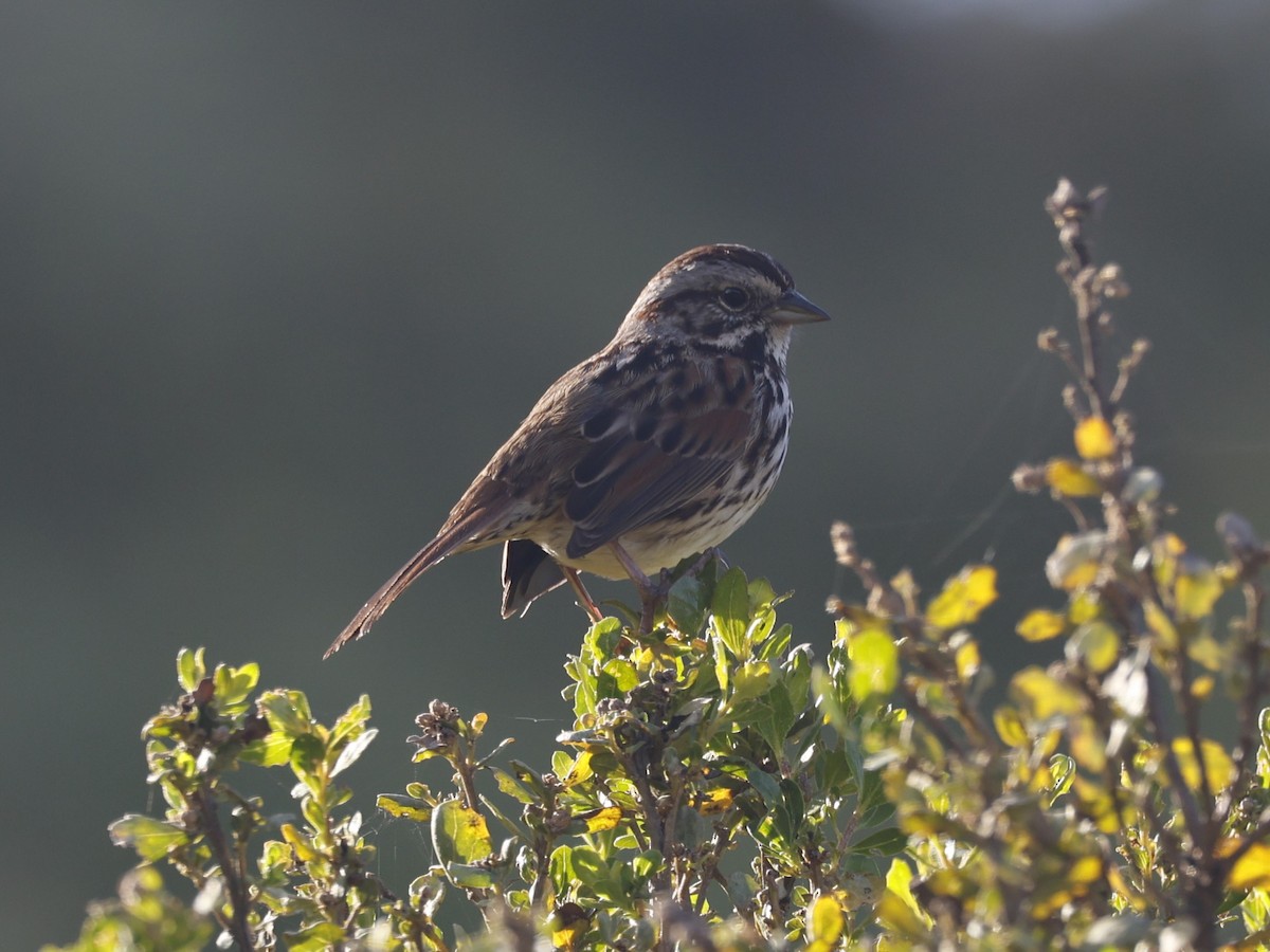 Song Sparrow (heermanni Group) - ML617593752