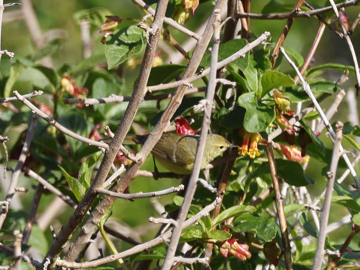 Orange-crowned Warbler (lutescens) - Brian Ahern