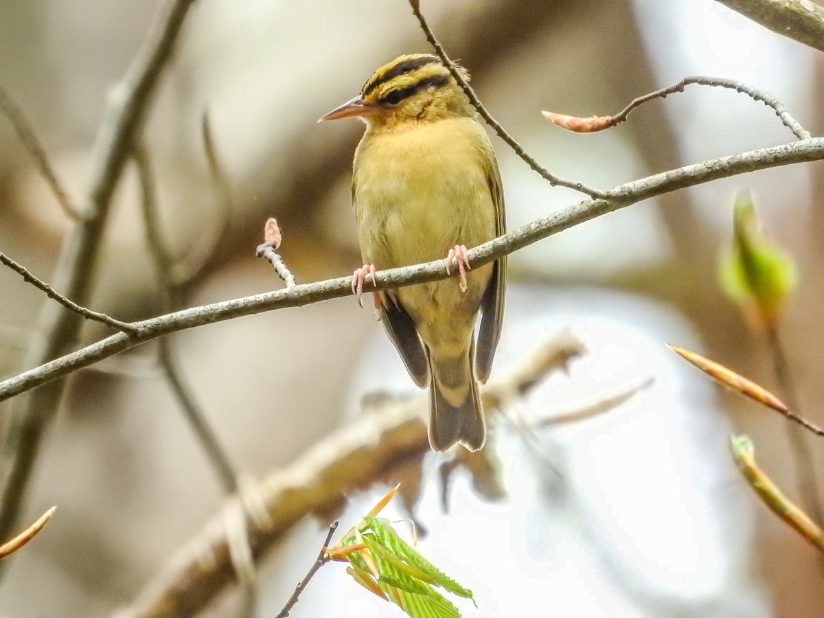 eBird Checklist 18 Apr 2024 12051589 Dry Creek Road, Johnson City
