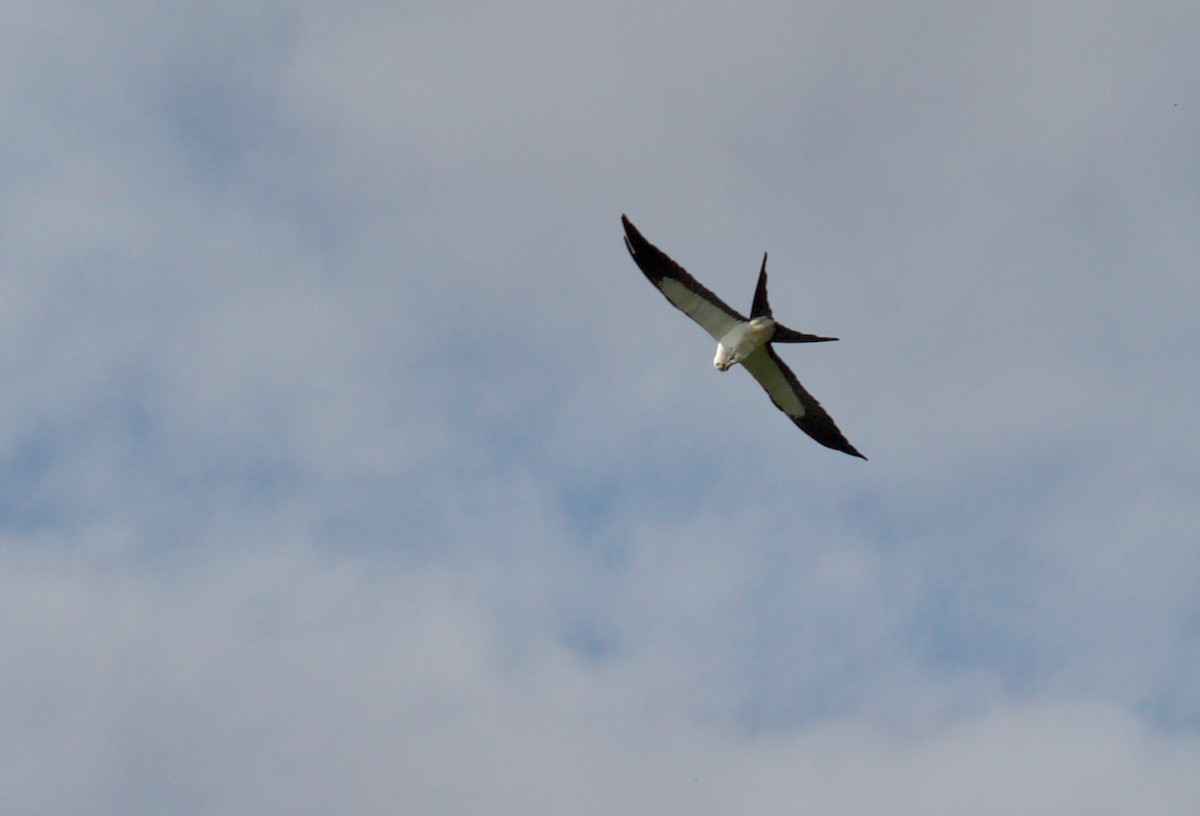 Swallow-tailed Kite - ML617593796