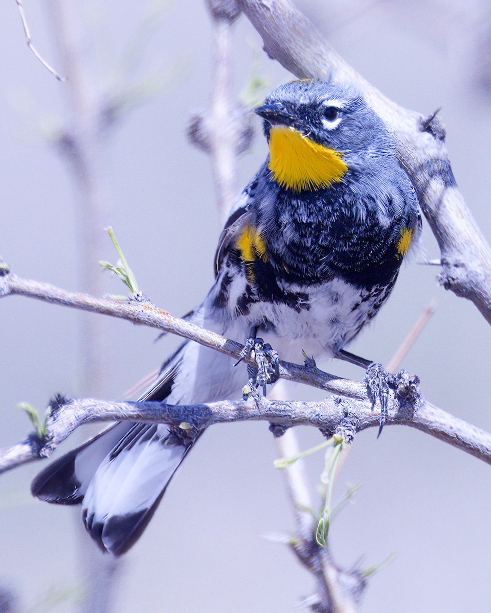 Yellow-rumped Warbler (Audubon's) - Jonathan Dowell
