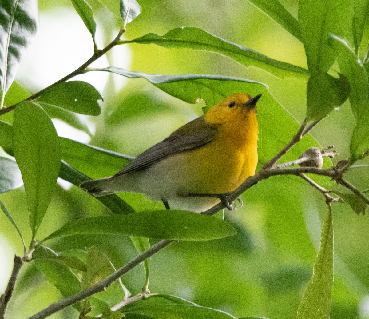 Prothonotary Warbler - Tu Wren