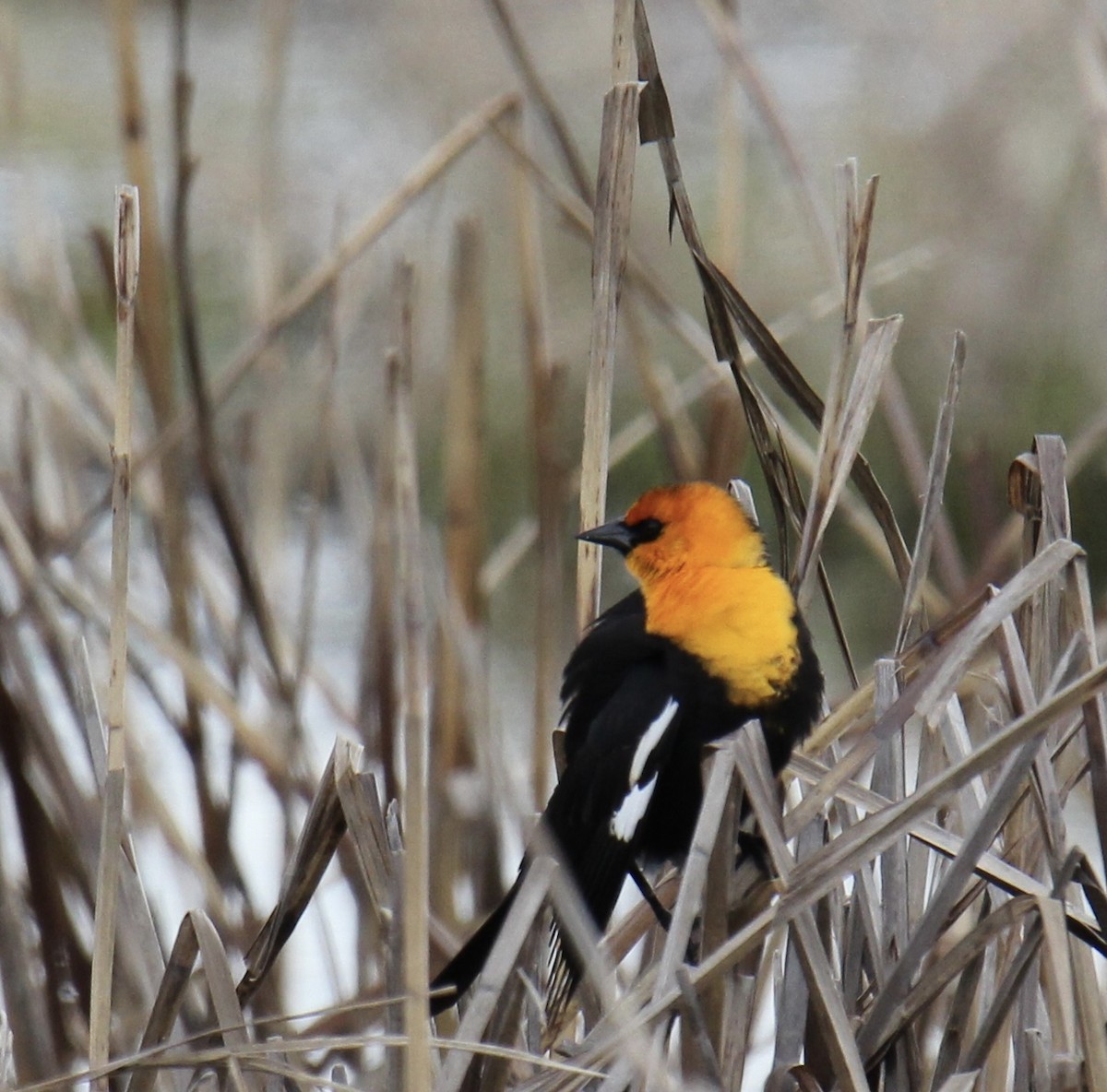 Yellow-headed Blackbird - ML617593901