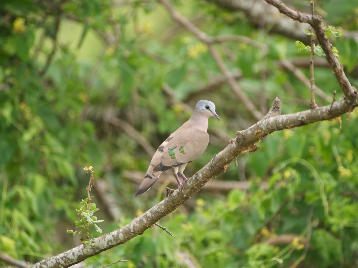 Emerald-spotted Wood-Dove - ML617593914