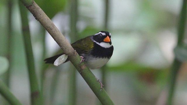 Orange-billed Sparrow - ML617593946