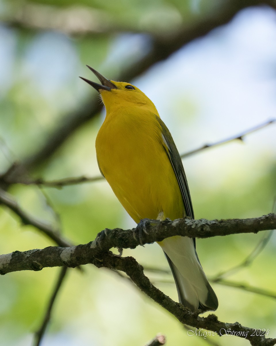 Prothonotary Warbler - Mayve Strong