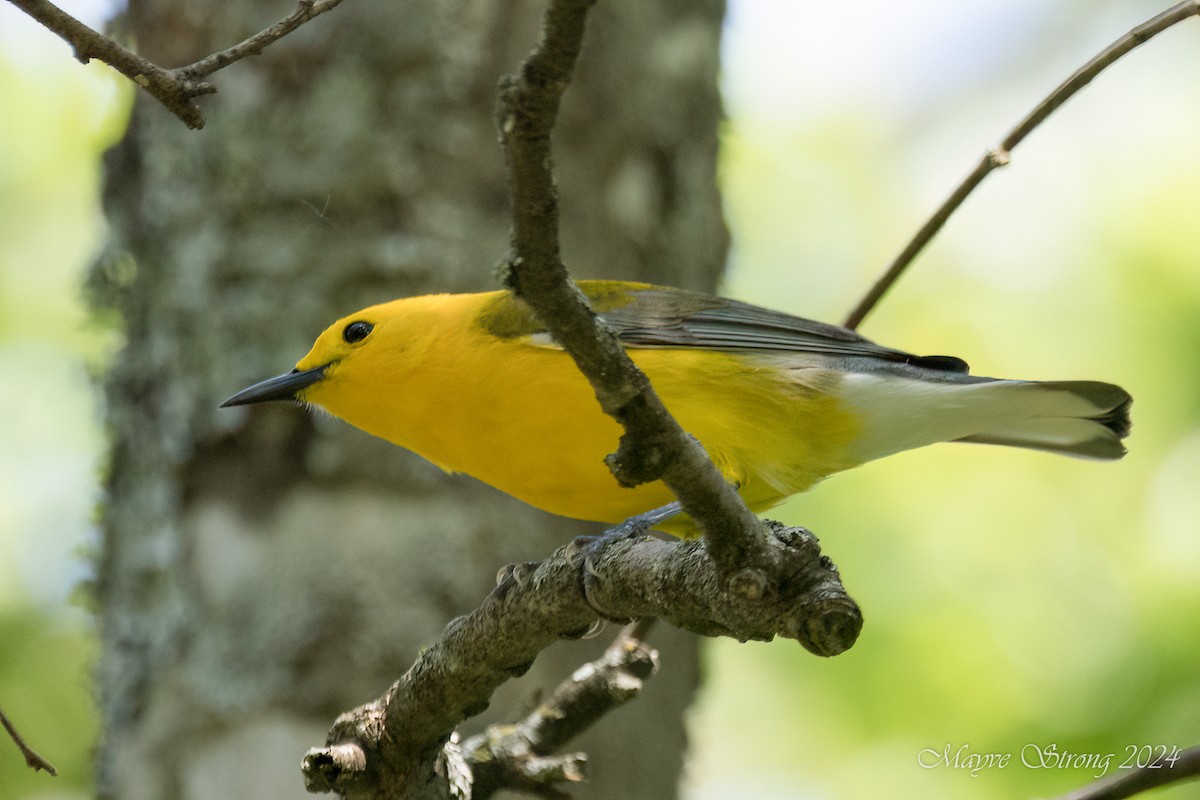 Prothonotary Warbler - ML617593955