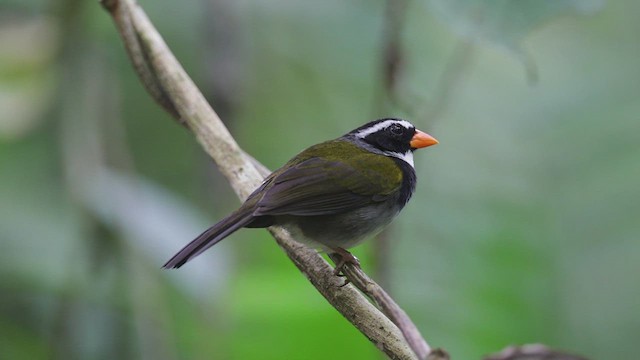 Orange-billed Sparrow - ML617593956