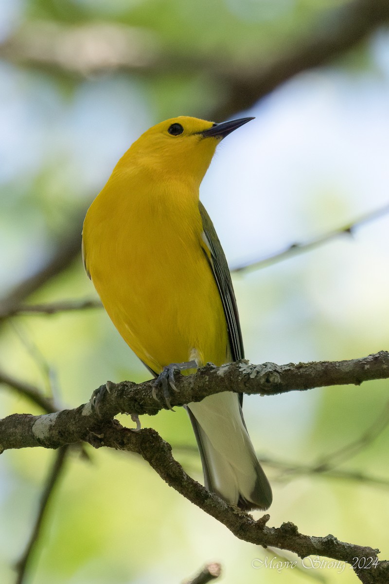 Prothonotary Warbler - ML617593957