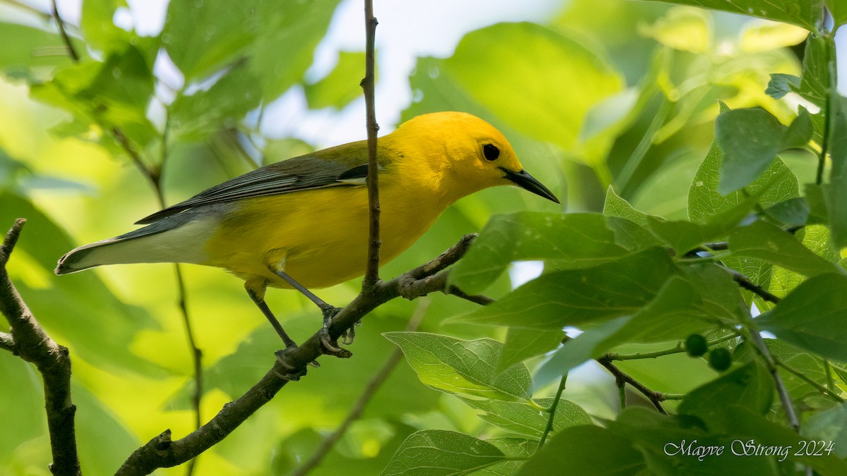 Prothonotary Warbler - ML617593958