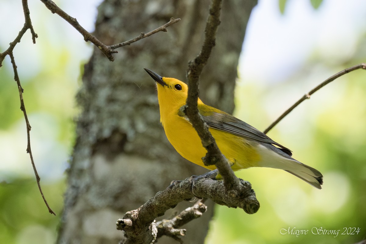 Prothonotary Warbler - ML617593959
