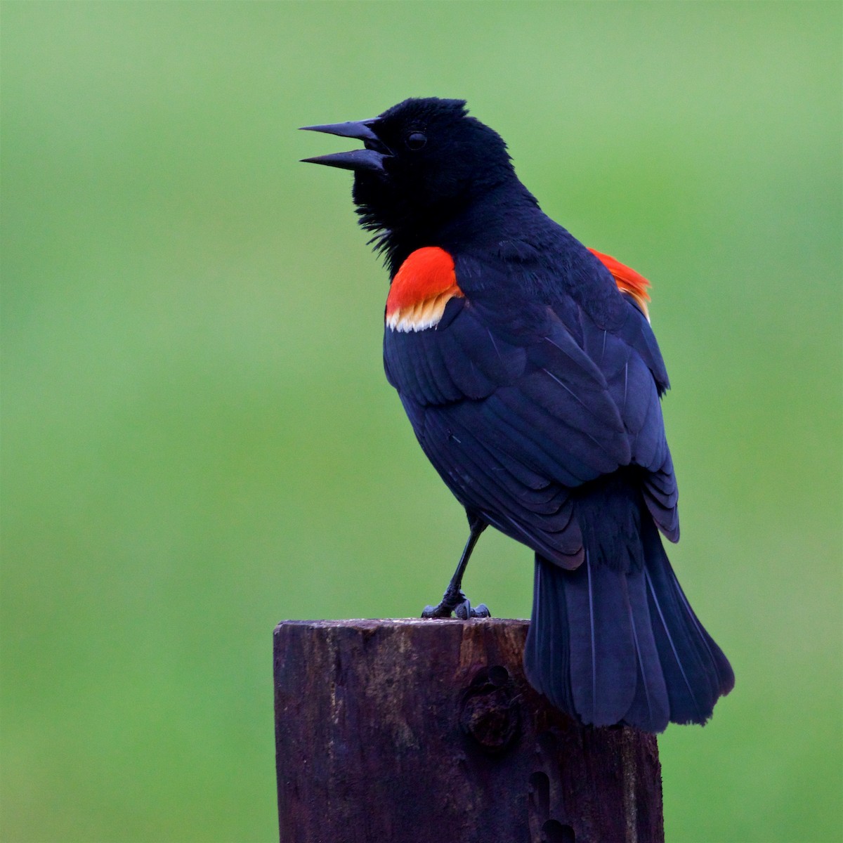 Red-winged Blackbird - Ed Harper