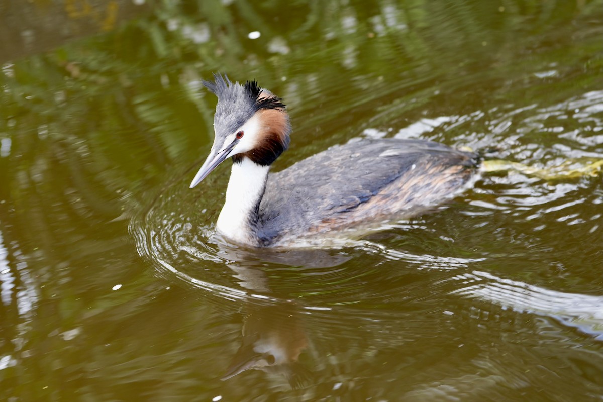 Great Crested Grebe - ML617594170