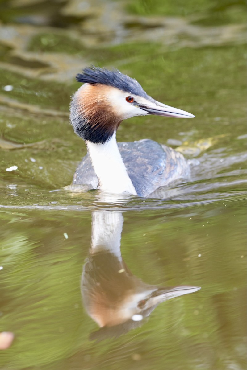 Great Crested Grebe - ML617594171