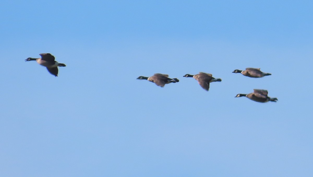 Cackling Goose (Aleutian) - ML617594199
