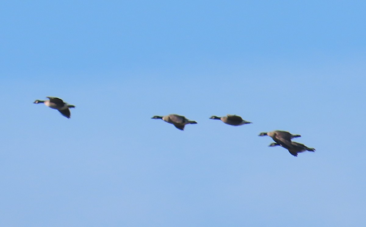 Cackling Goose (Aleutian) - The Spotting Twohees