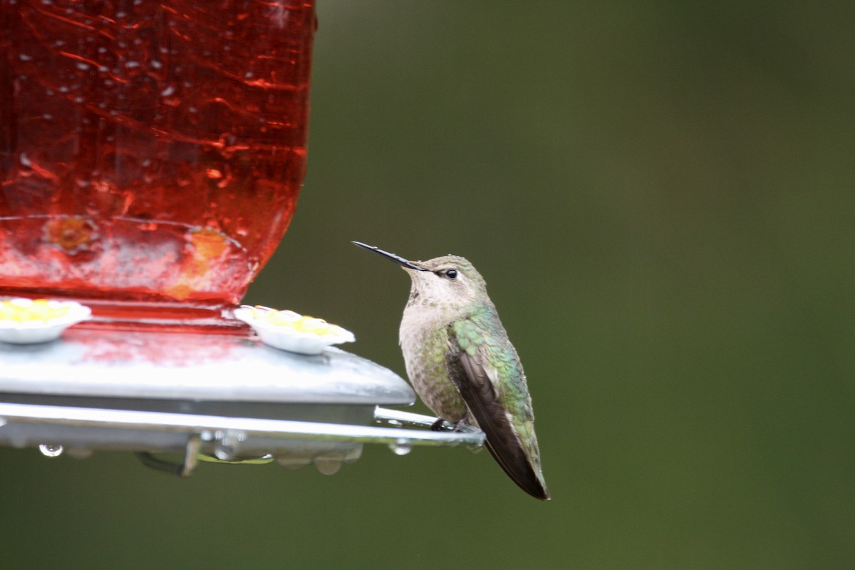 Anna's Hummingbird - ML617594211
