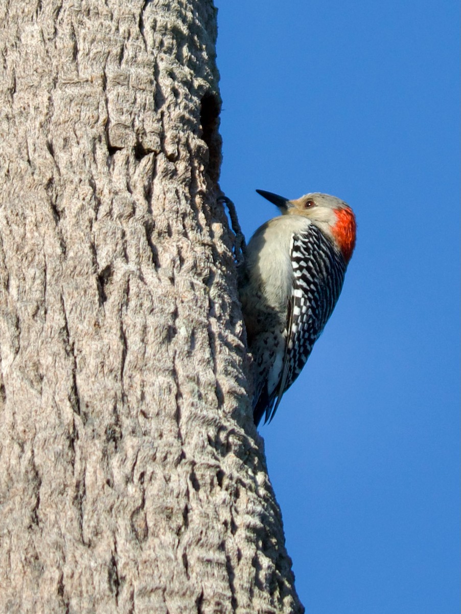 Red-bellied Woodpecker - Spencer Ogden