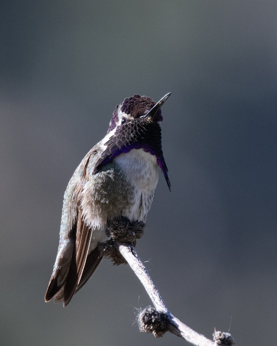 Costa's Hummingbird - Bente Torvund