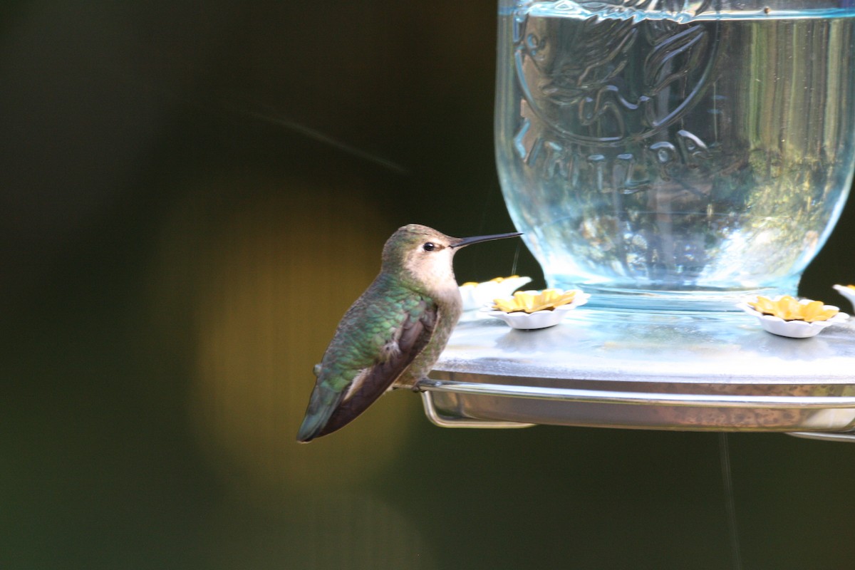 Anna's Hummingbird - Camden Bruner