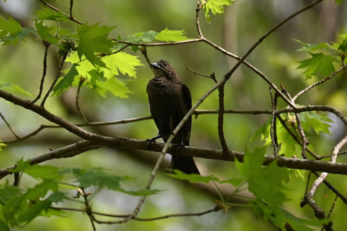 Brown-headed Cowbird - ML617594310