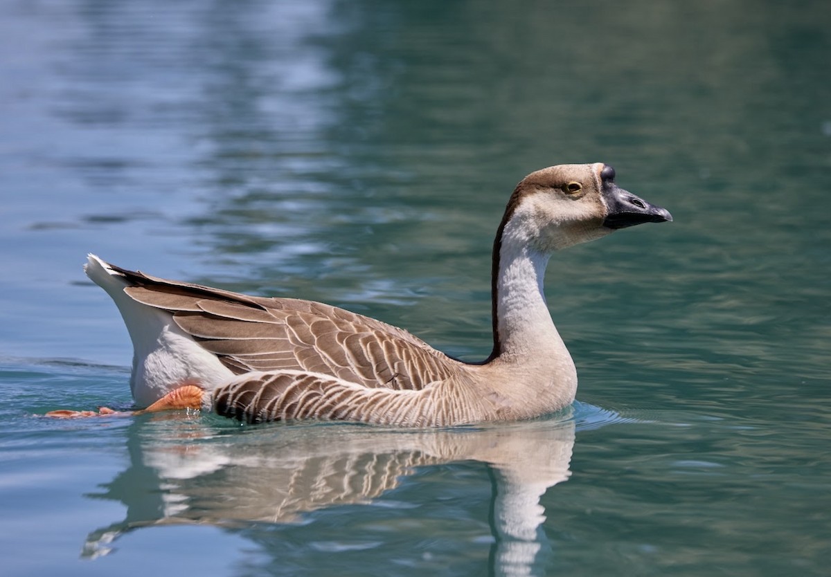 Swan Goose (Domestic type) - ML617594323