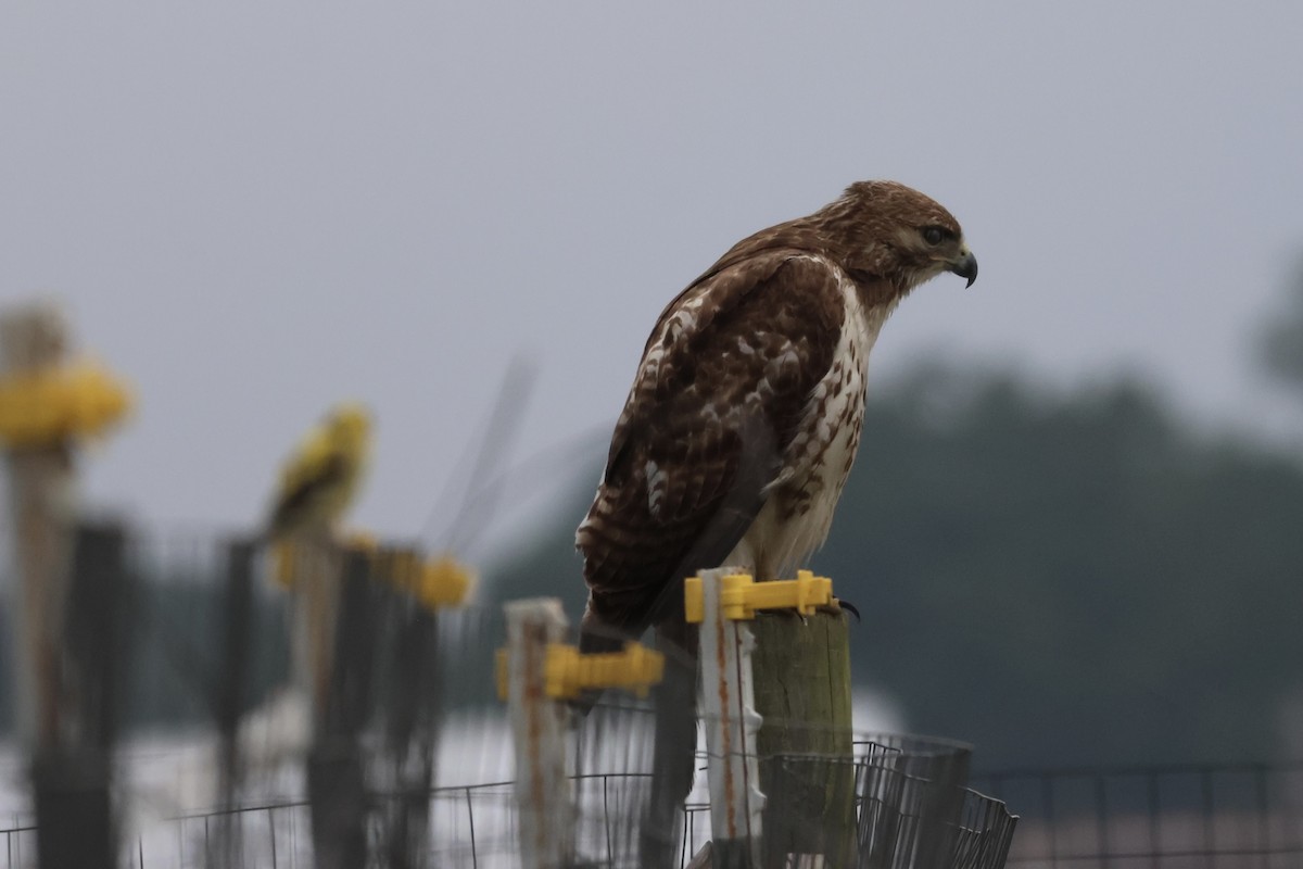 Red-tailed Hawk - ML617594359