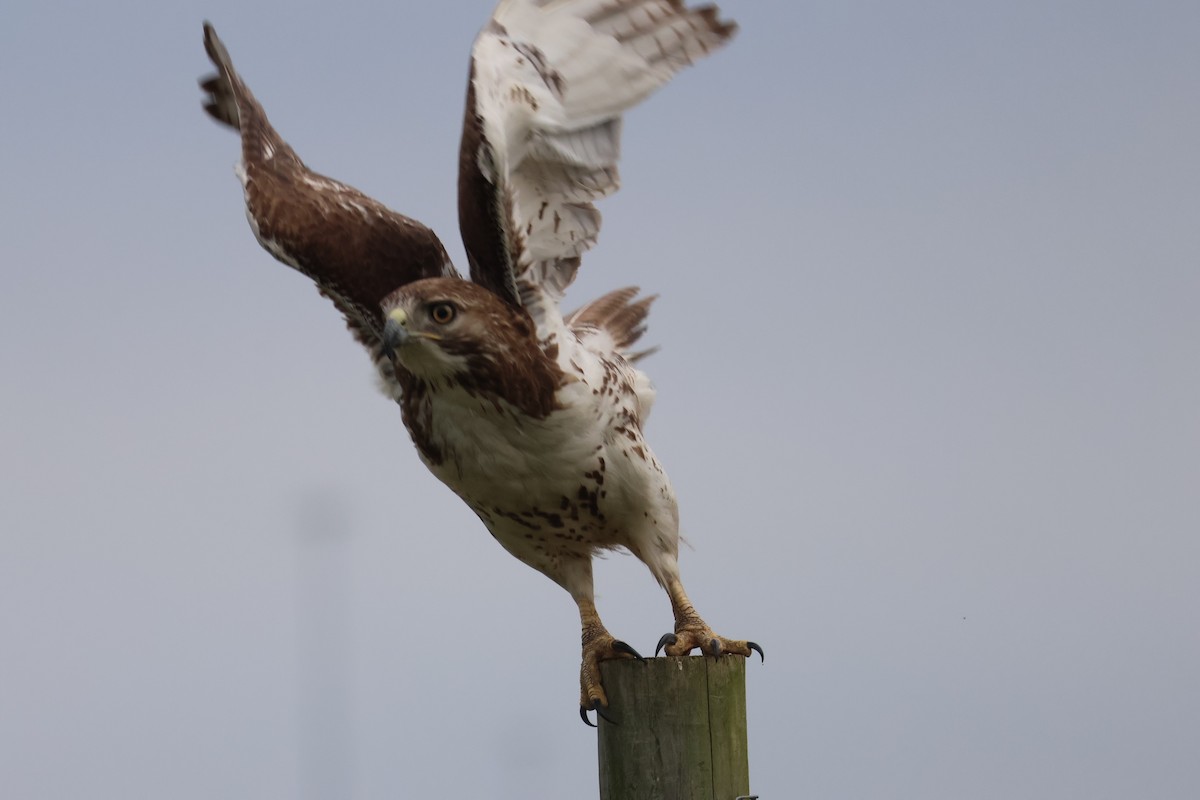 Red-tailed Hawk - ML617594360