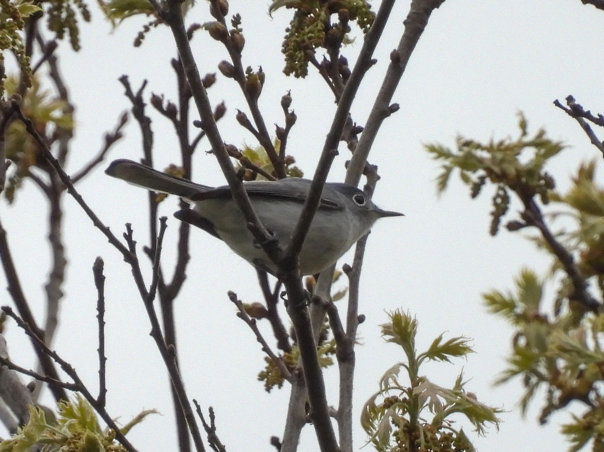 Blue-gray Gnatcatcher - Chase Masters