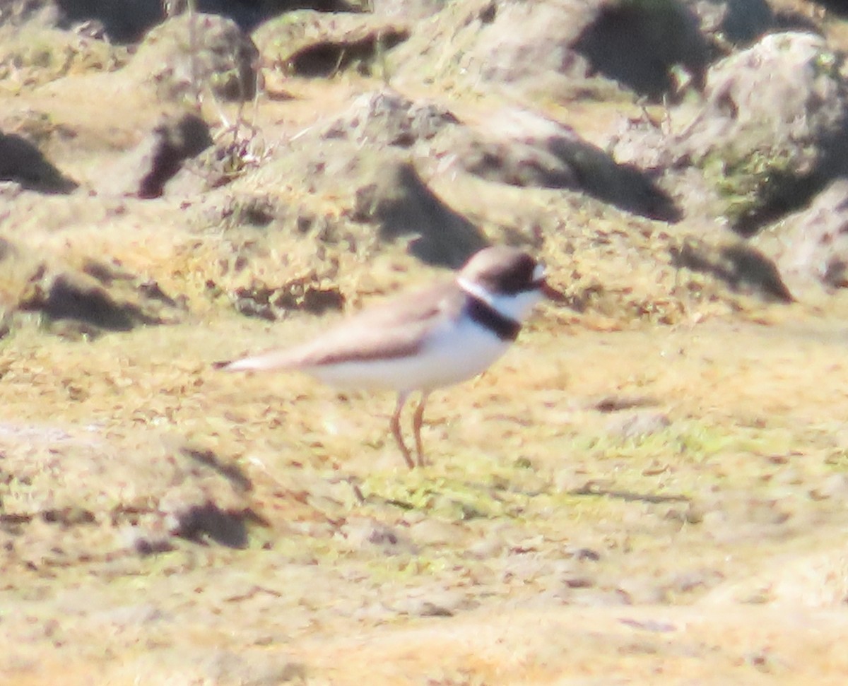 Semipalmated Plover - ML617594458