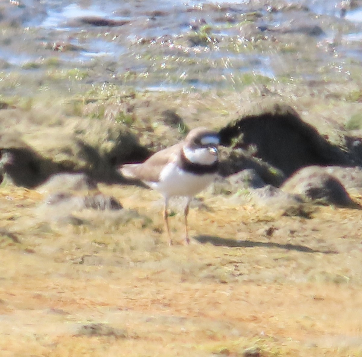 Semipalmated Plover - ML617594459
