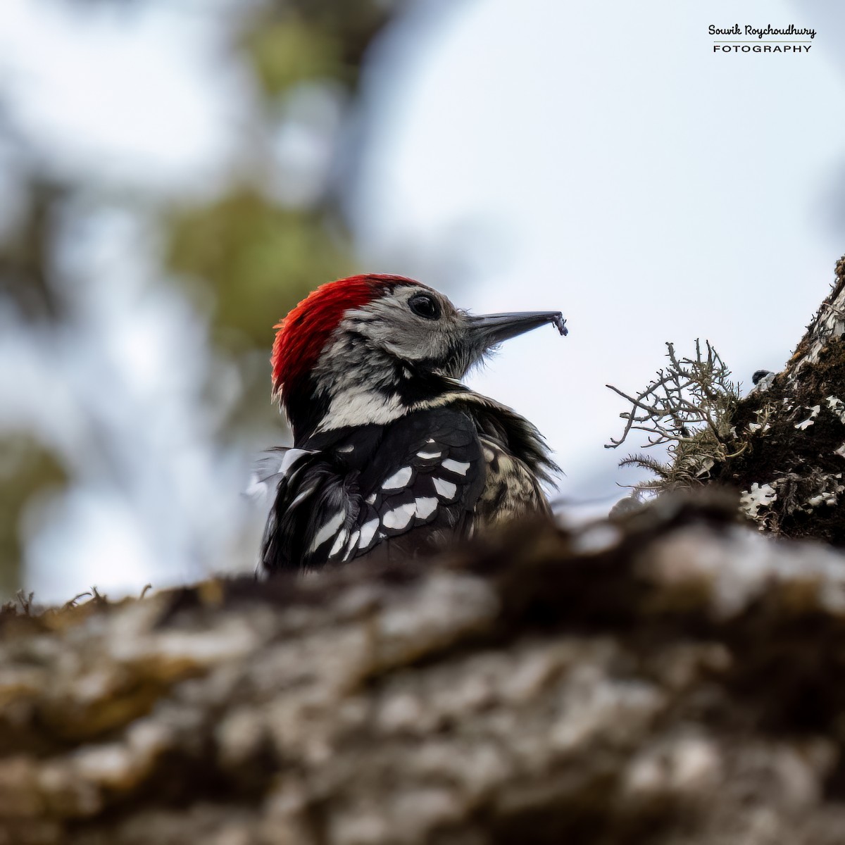 Stripe-breasted Woodpecker - Souvik Roychoudhury