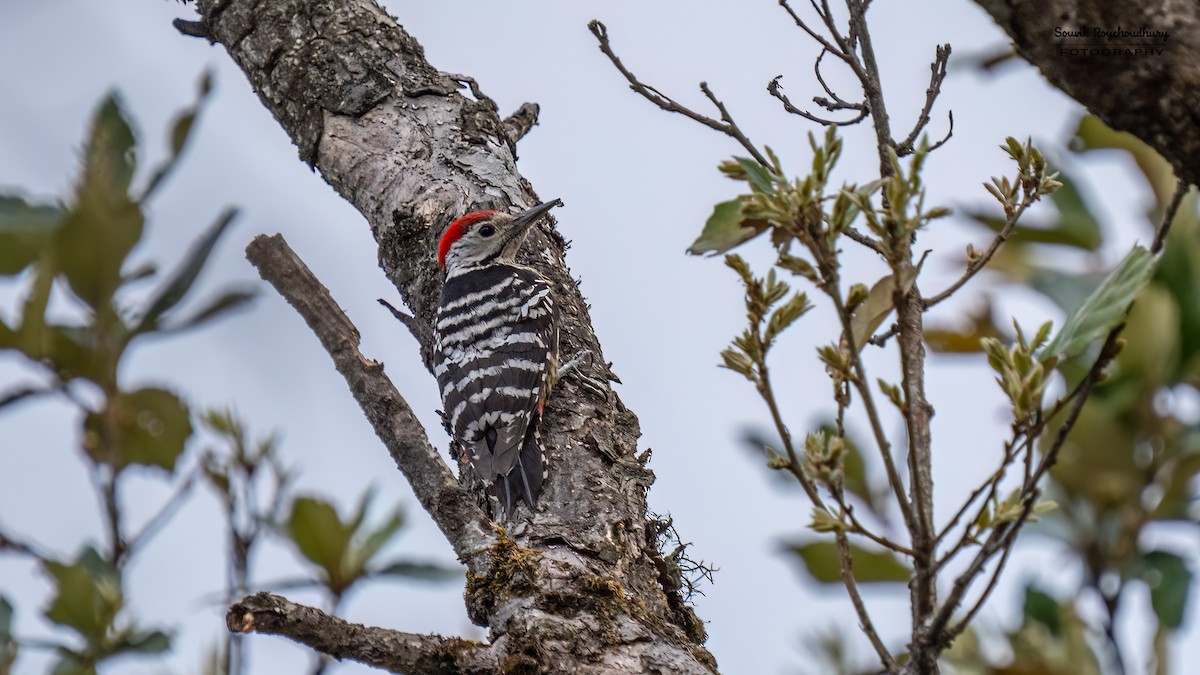 Stripe-breasted Woodpecker - ML617594487