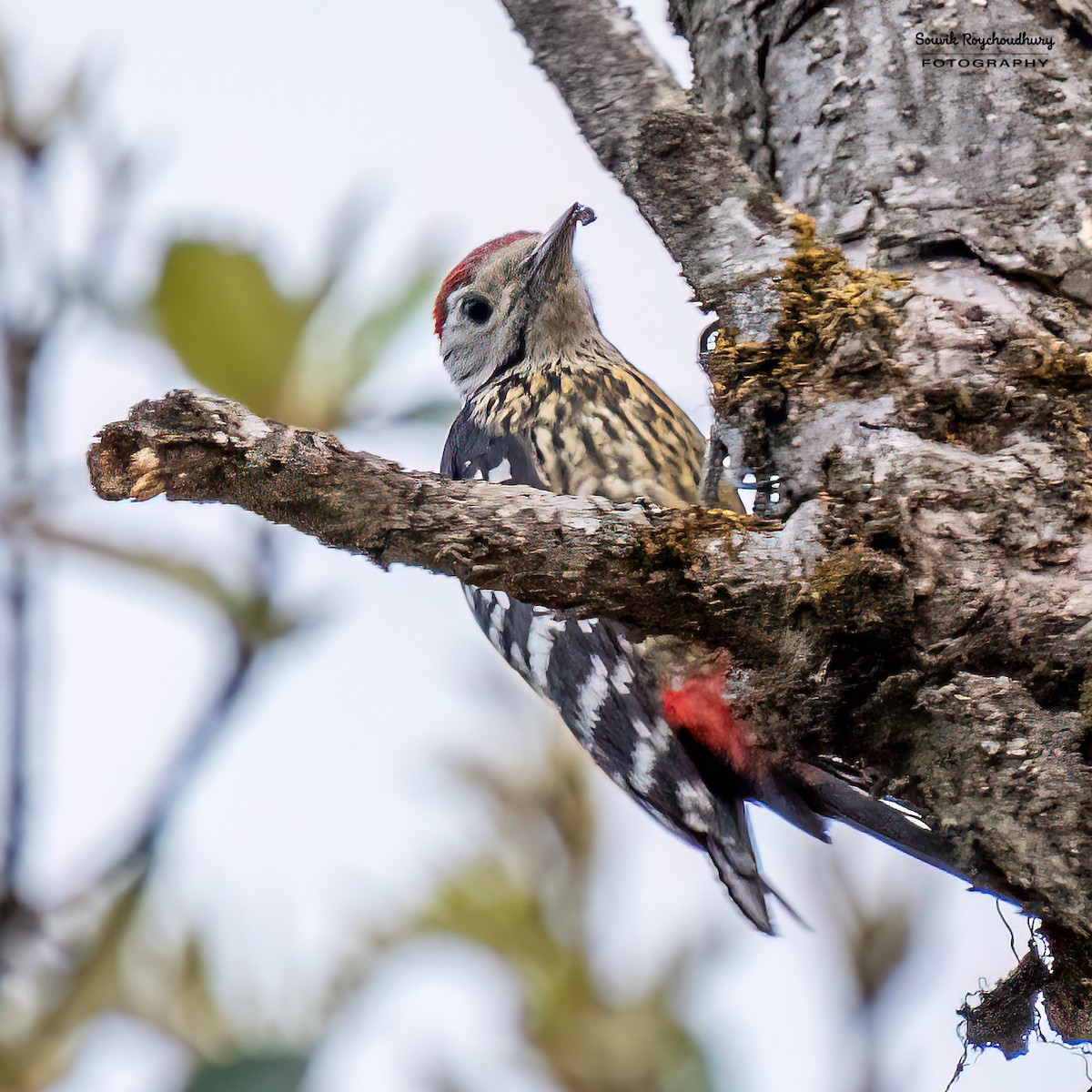 Stripe-breasted Woodpecker - Souvik Roychoudhury