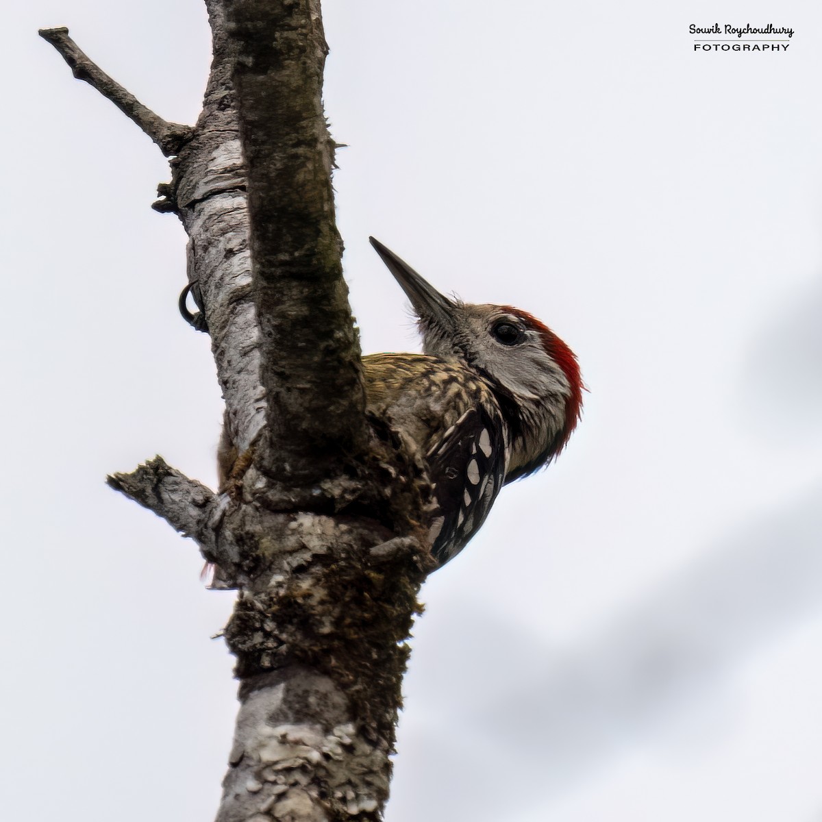 Stripe-breasted Woodpecker - ML617594490