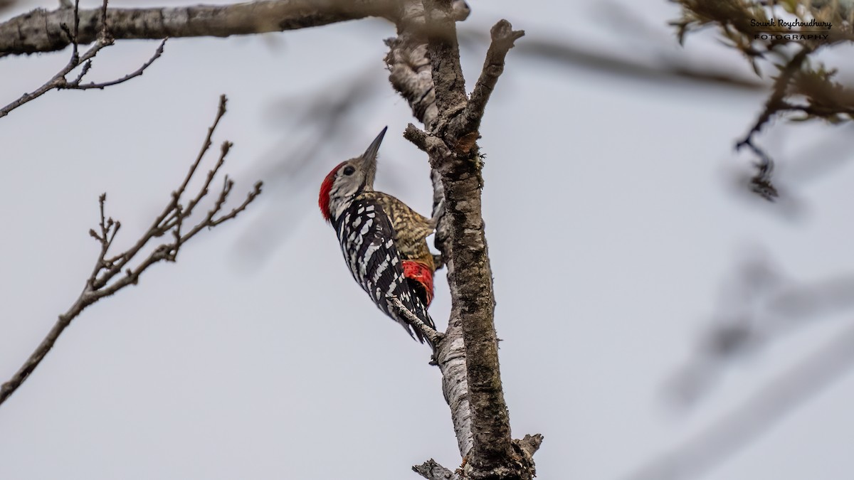 Stripe-breasted Woodpecker - ML617594491