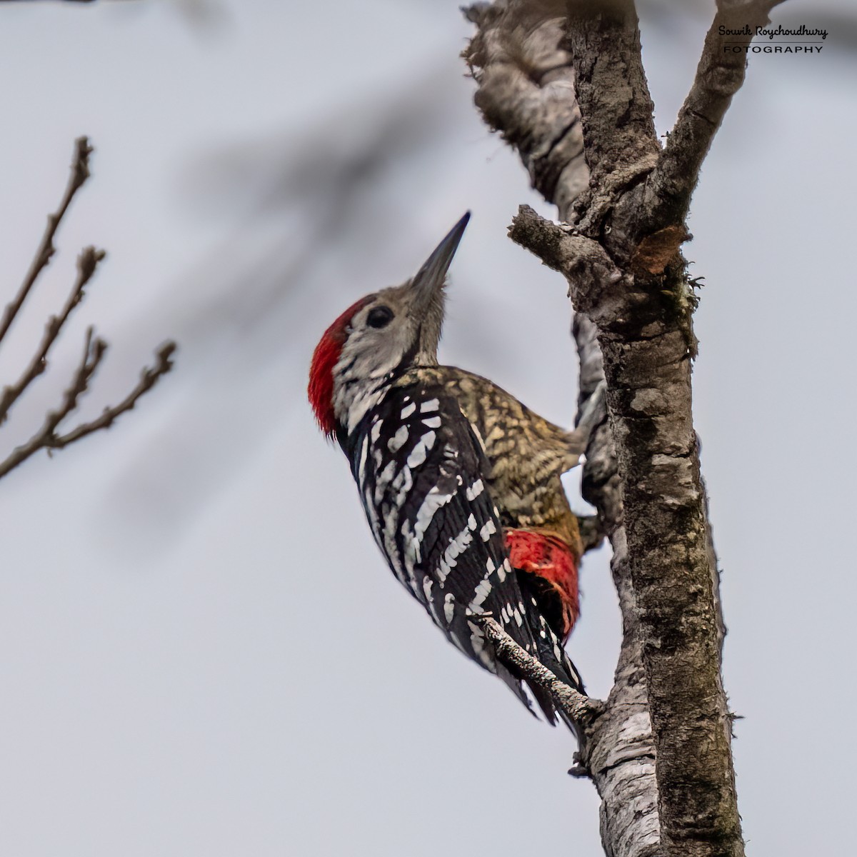 Stripe-breasted Woodpecker - ML617594492